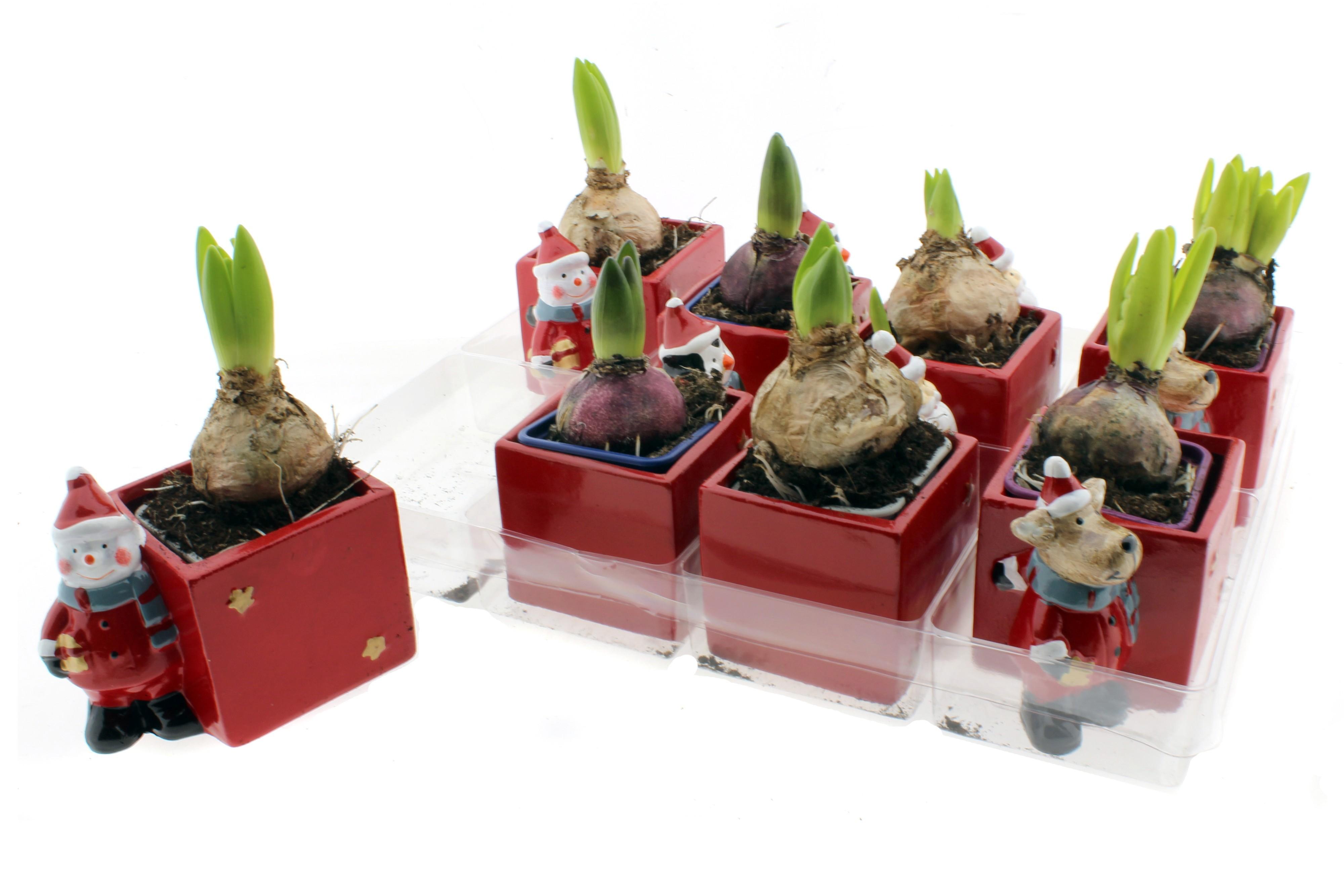 Горшечные цветы и растения оптом Hyacin Oriental Gem от 8шт из Голландии с доставкой по России