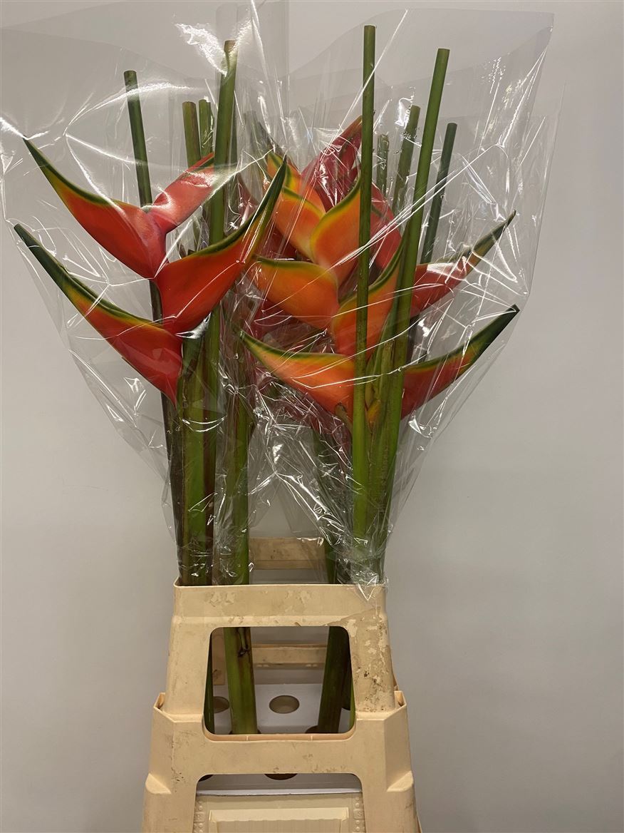 Срезанные цветы оптом Heliconia mix от 6шт из Голландии с доставкой по России