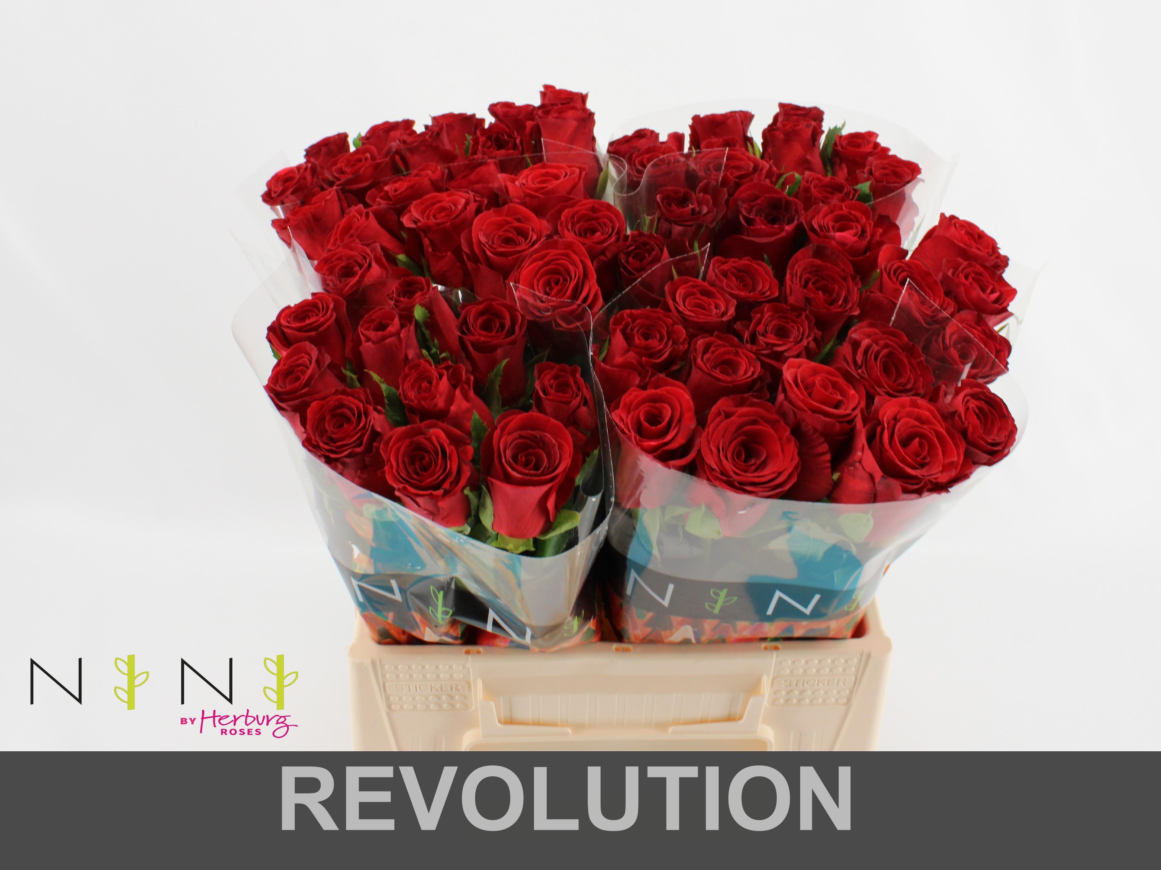 Срезанные цветы оптом Rosa large revolution от 60шт из Голландии с доставкой по России