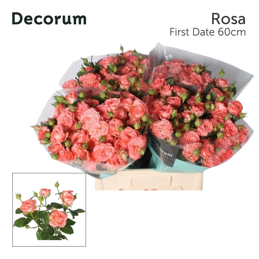 Срезанные цветы оптом Rosa spray first date от 40шт из Голландии с доставкой по России