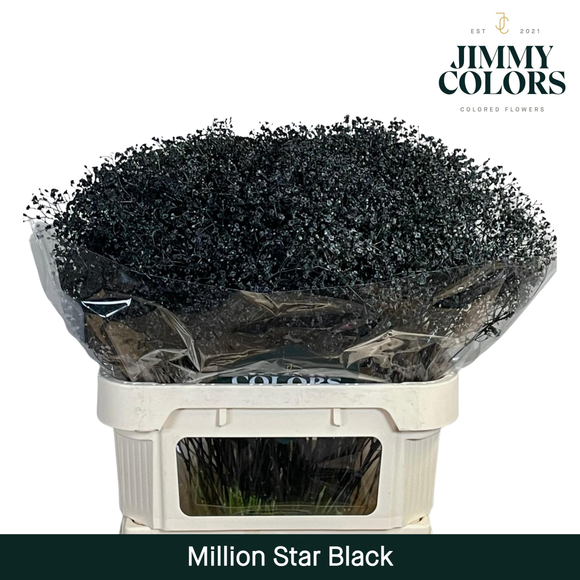 Срезанные цветы оптом Gyps fine paint black от 50шт из Голландии с доставкой по России