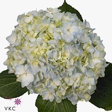 Срезанные цветы оптом Hydrangea soeur therese blue от 10шт. из Голландии с доставкой по России