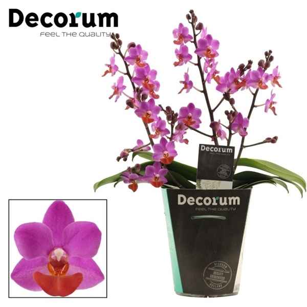 Горшечные цветы и растения оптом Phal 3st+ Table Mystery Decorum (duijn Hove) от 6шт из Голландии с доставкой по России