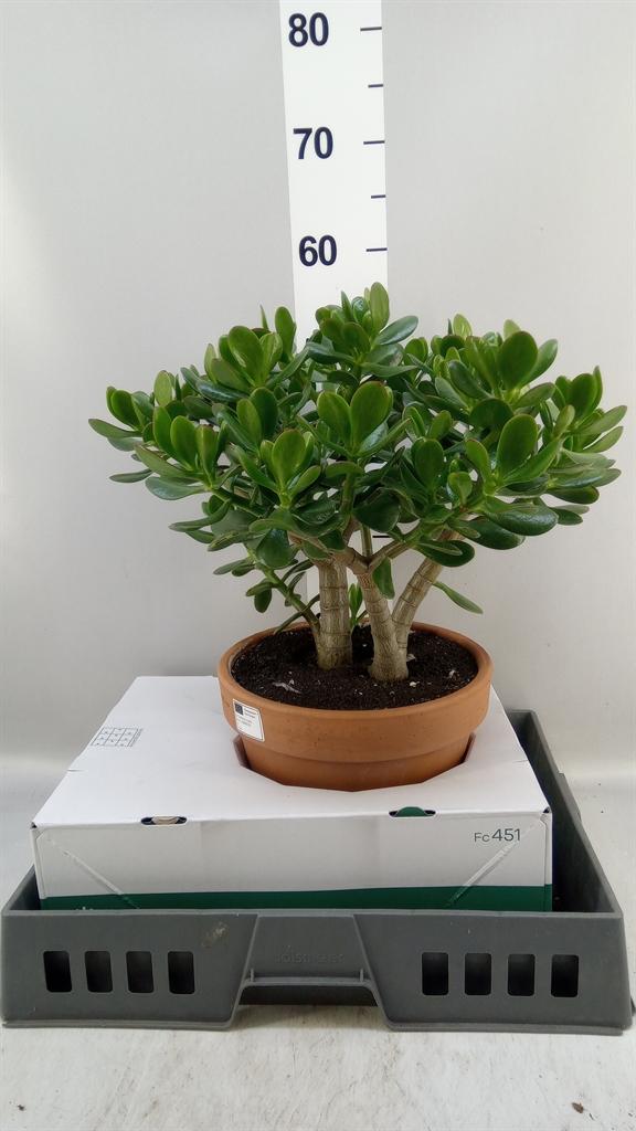 Горшечные цветы и растения оптом Crassula Ovata от 1шт из Голландии с доставкой по России