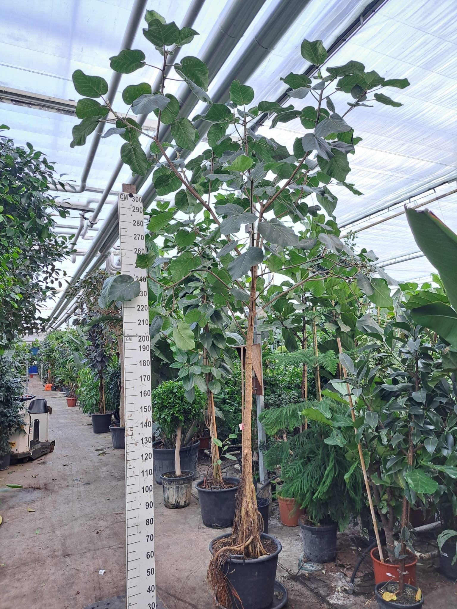 Горшечные цветы и растения оптом Ficus Umbellata Straiight от 1шт из Голландии с доставкой по России