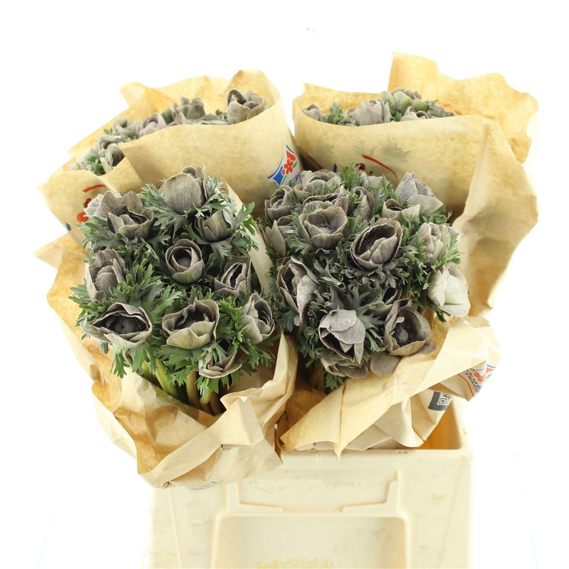 Срезанные цветы оптом Anemone powder chocolat от 100шт из Голландии с доставкой по России