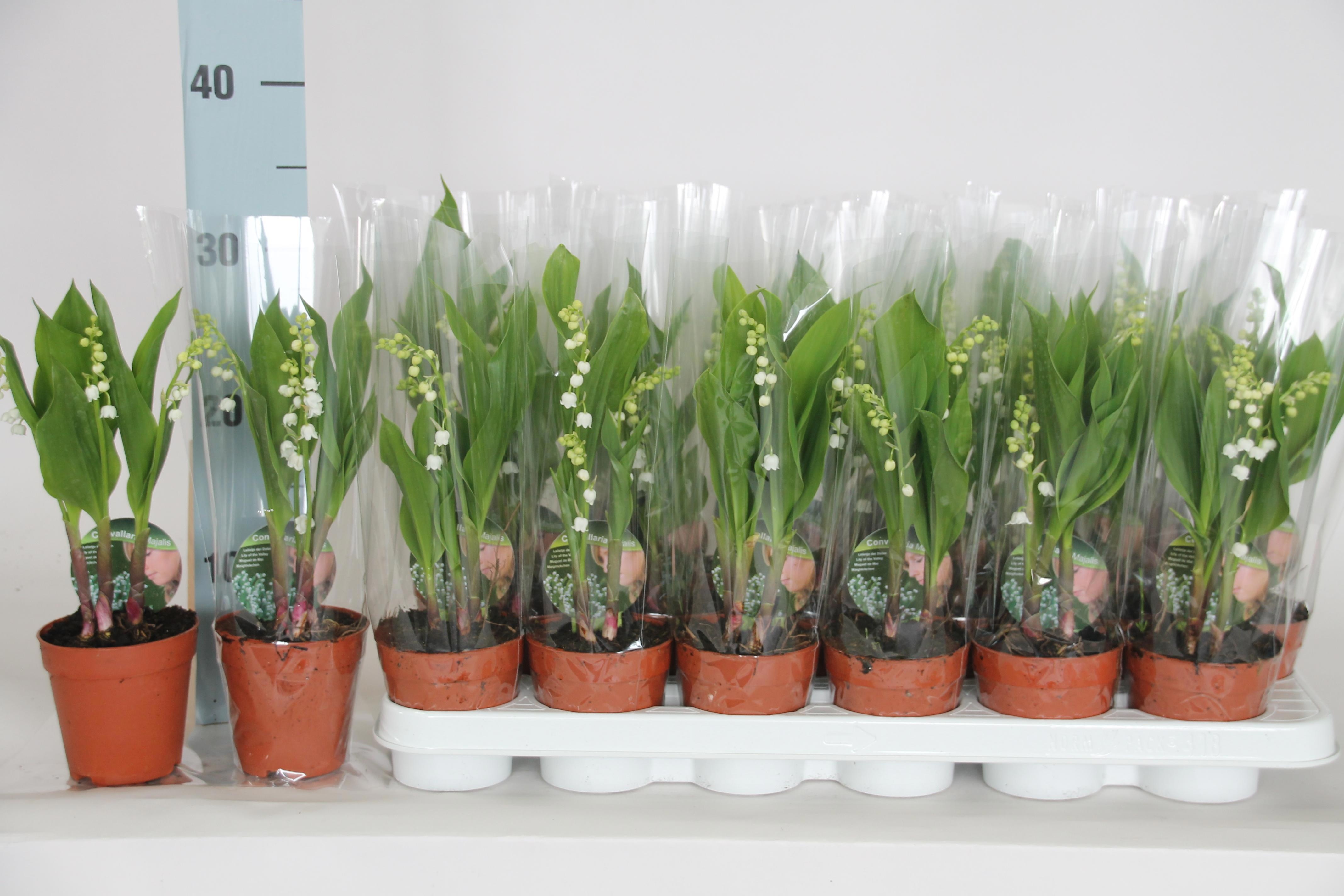Горшечные цветы и растения оптом Convallaria Majalis от 18шт (для телеги) из Голландии с доставкой по России