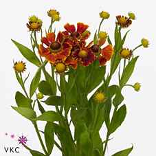 Срезанные цветы оптом Helenium red king от 40шт из Голландии с доставкой по России