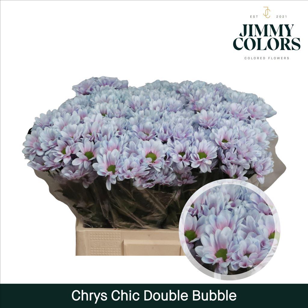 Срезанные цветы оптом Chrys sp paint chic double bubble от 40шт из Голландии с доставкой по России