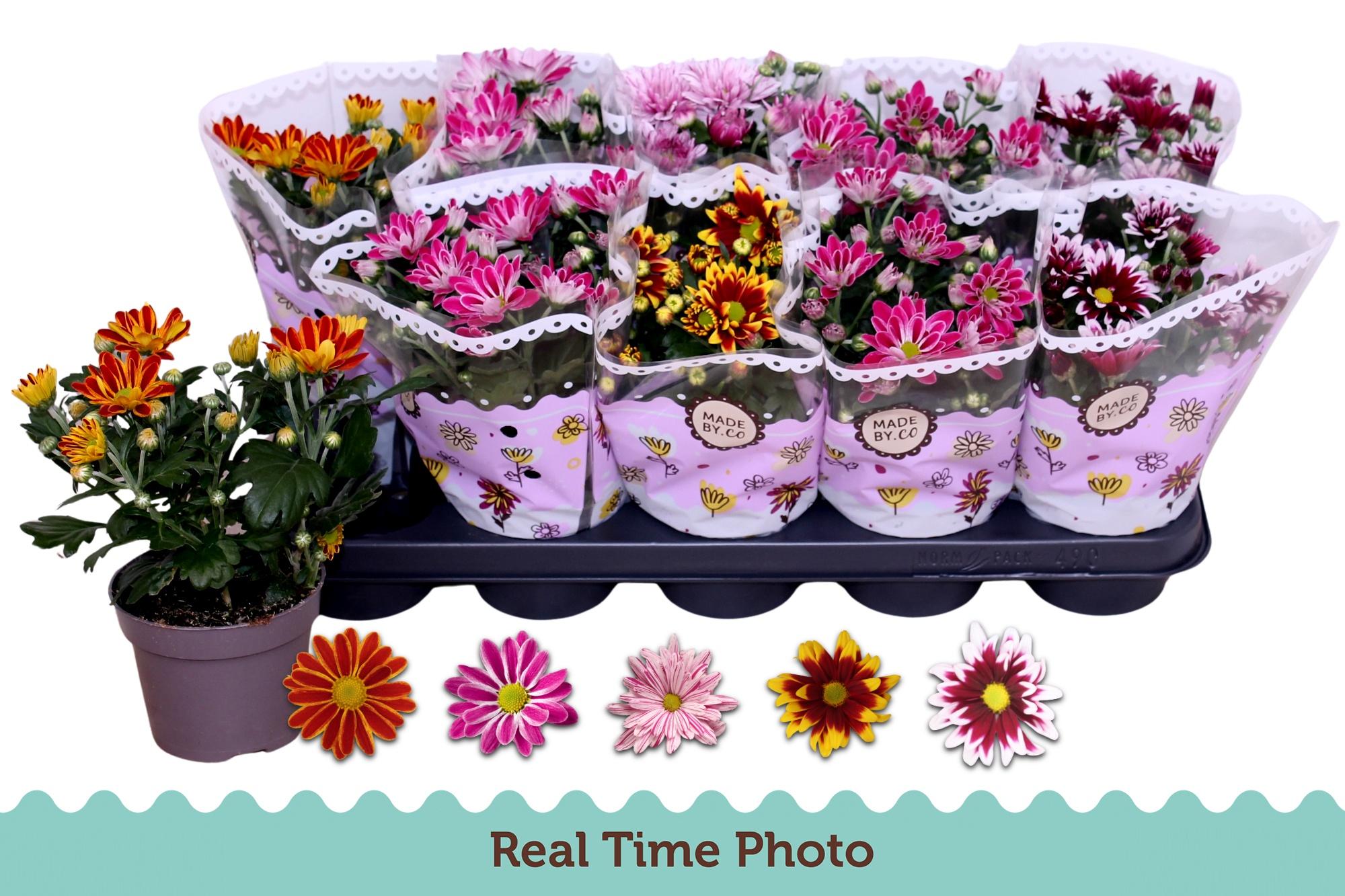 Горшечные цветы и растения оптом Chrys Gem 2 Kl Bloem от 10шт из Голландии с доставкой по России