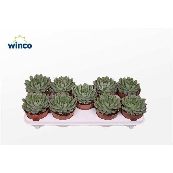 Горшечные цветы и растения оптом Echeveria Rondo от 8шт из Голландии с доставкой по России
