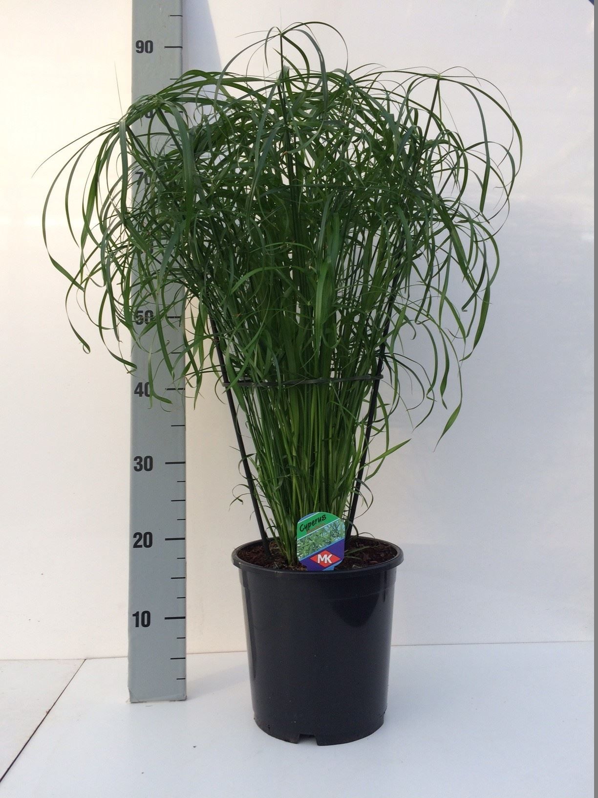 Горшечные цветы и растения оптом Cyperus Alternifolius от 1шт из Голландии с доставкой по России