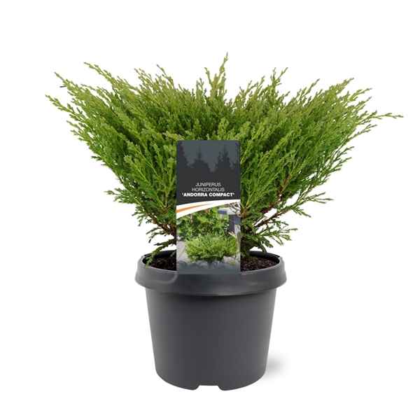 Горшечные цветы и растения оптом Juniperus Hor Andorra Compact от 1шт из Голландии с доставкой по России
