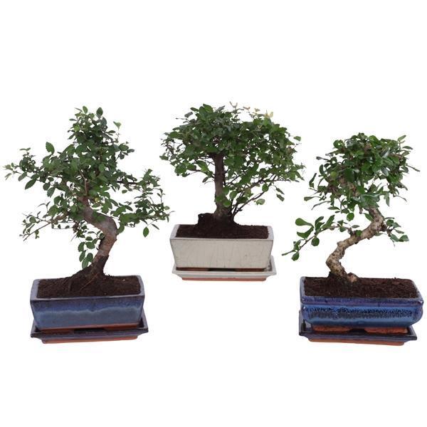 Горшечные цветы и растения оптом Bonsai Mix In Ceramic Ball/s-shape With Sa от 6шт из Голландии с доставкой по России