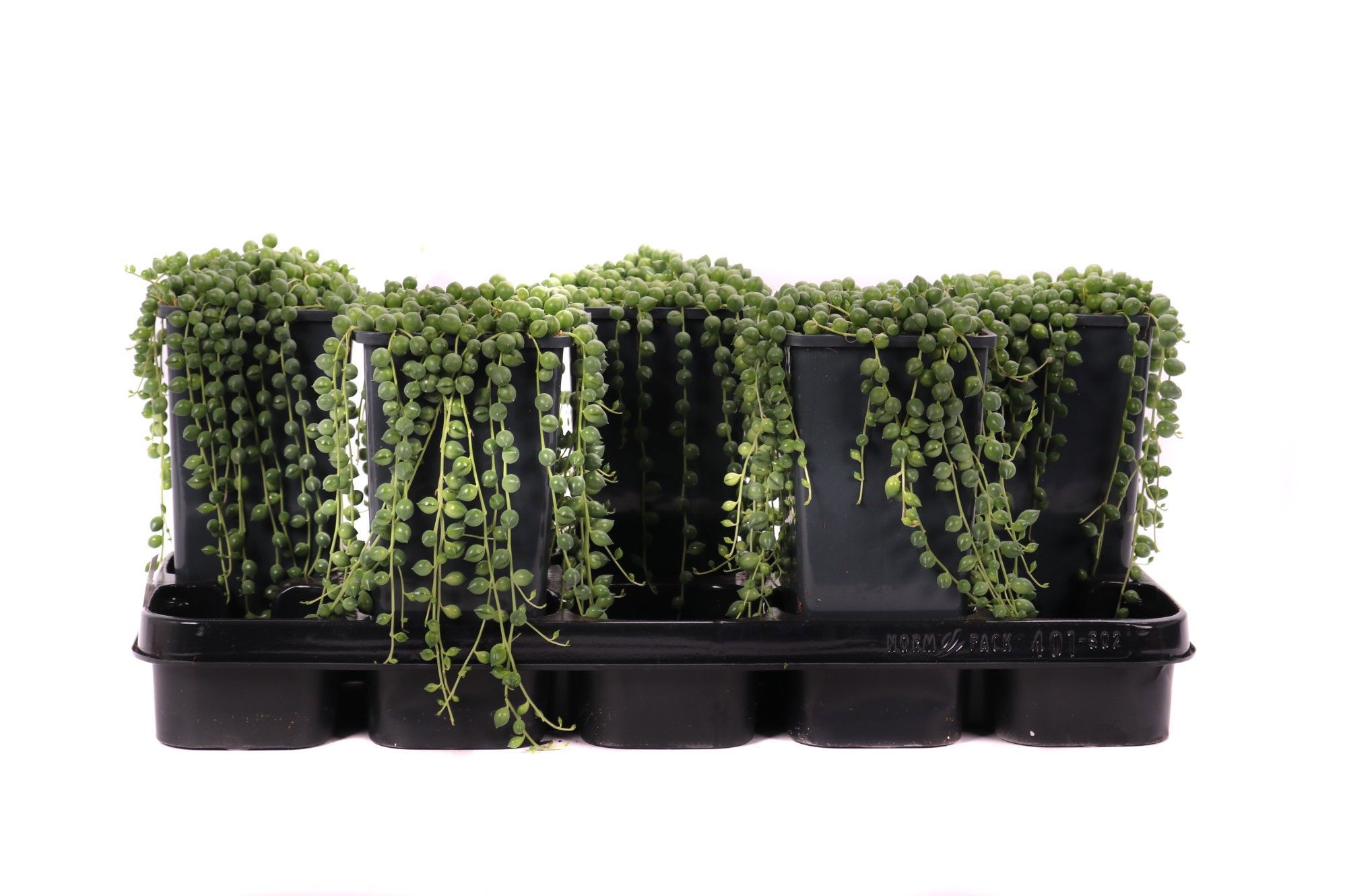 Горшечные цветы и растения оптом Senecio Rowleyanus Vasepot от 5шт из Голландии с доставкой по России