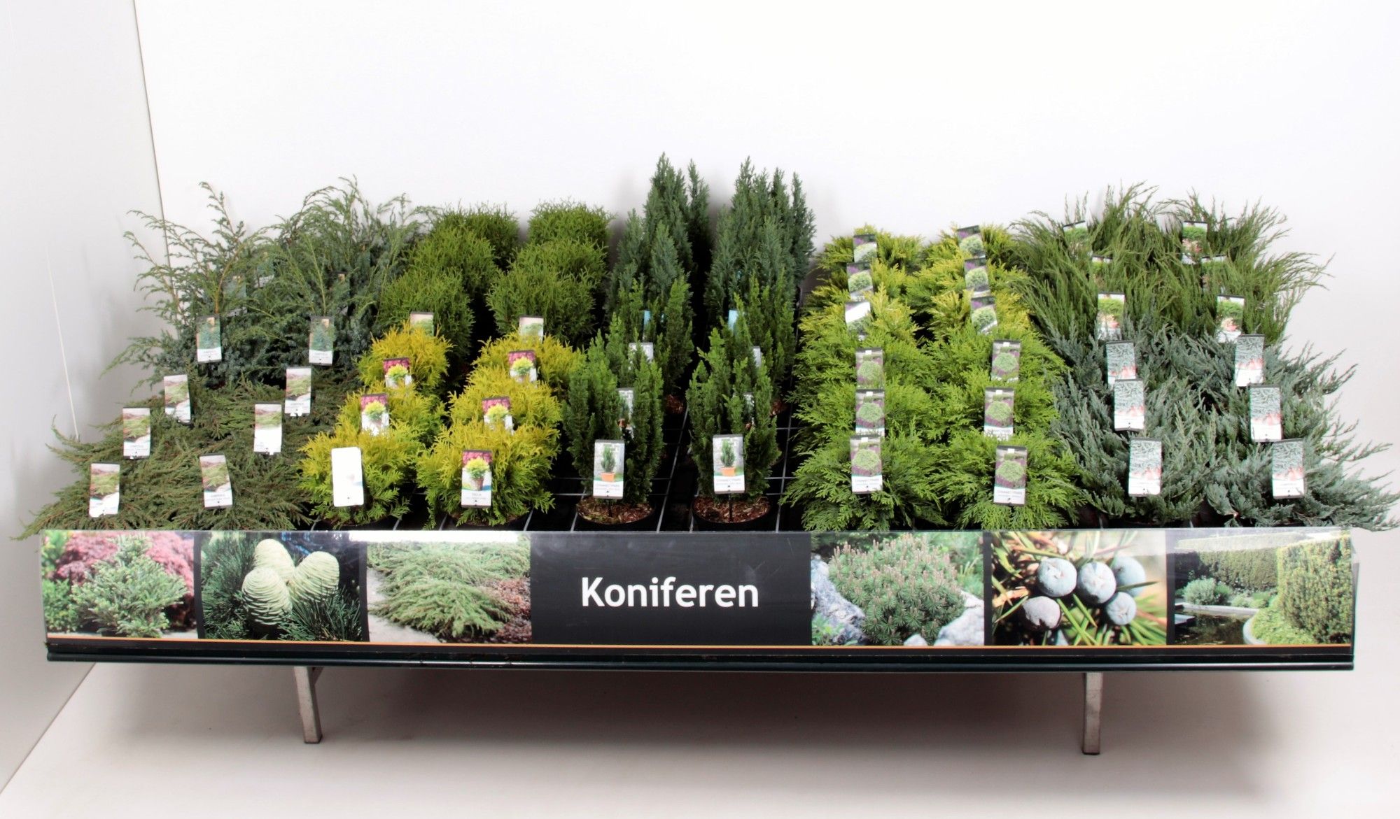 Горшечные цветы и растения оптом Coniferen Mix Assortment от 1шт из Голландии с доставкой по России