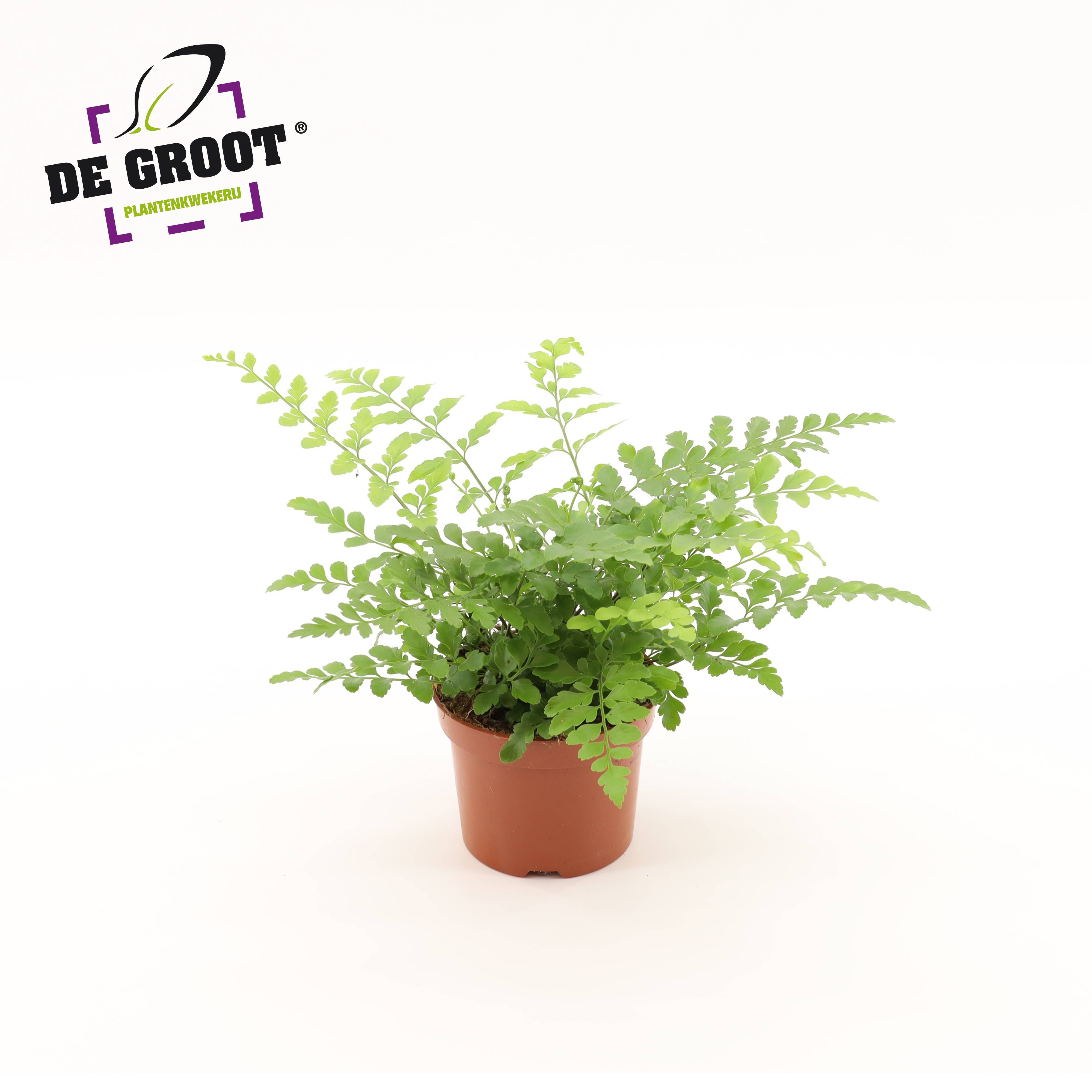 Горшечные цветы и растения оптом Asplenium Parvati от 8шт из Голландии с доставкой по России