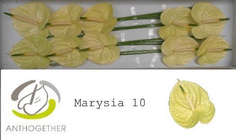 Срезанные цветы оптом Anthurium marysia от 10шт из Голландии с доставкой по России