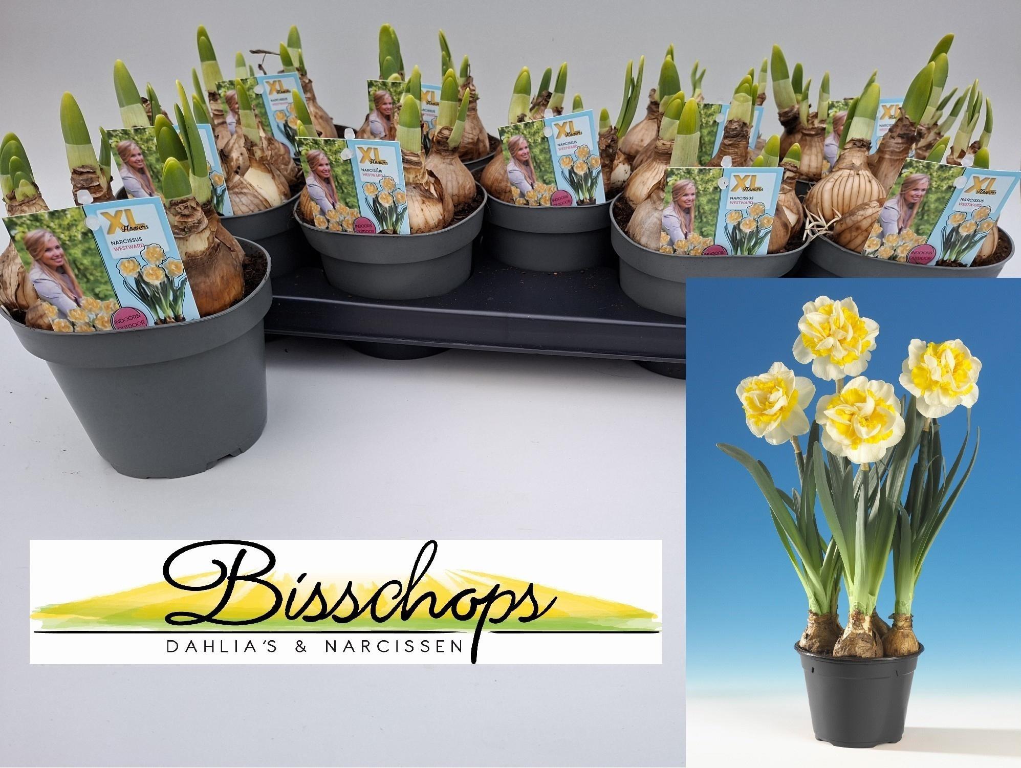 Горшечные цветы и растения оптом Narc D Westward от 9шт из Голландии с доставкой по России