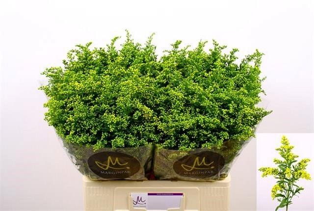 Срезанные цветы оптом Solidago carzan glory от 100шт из Голландии с доставкой по России