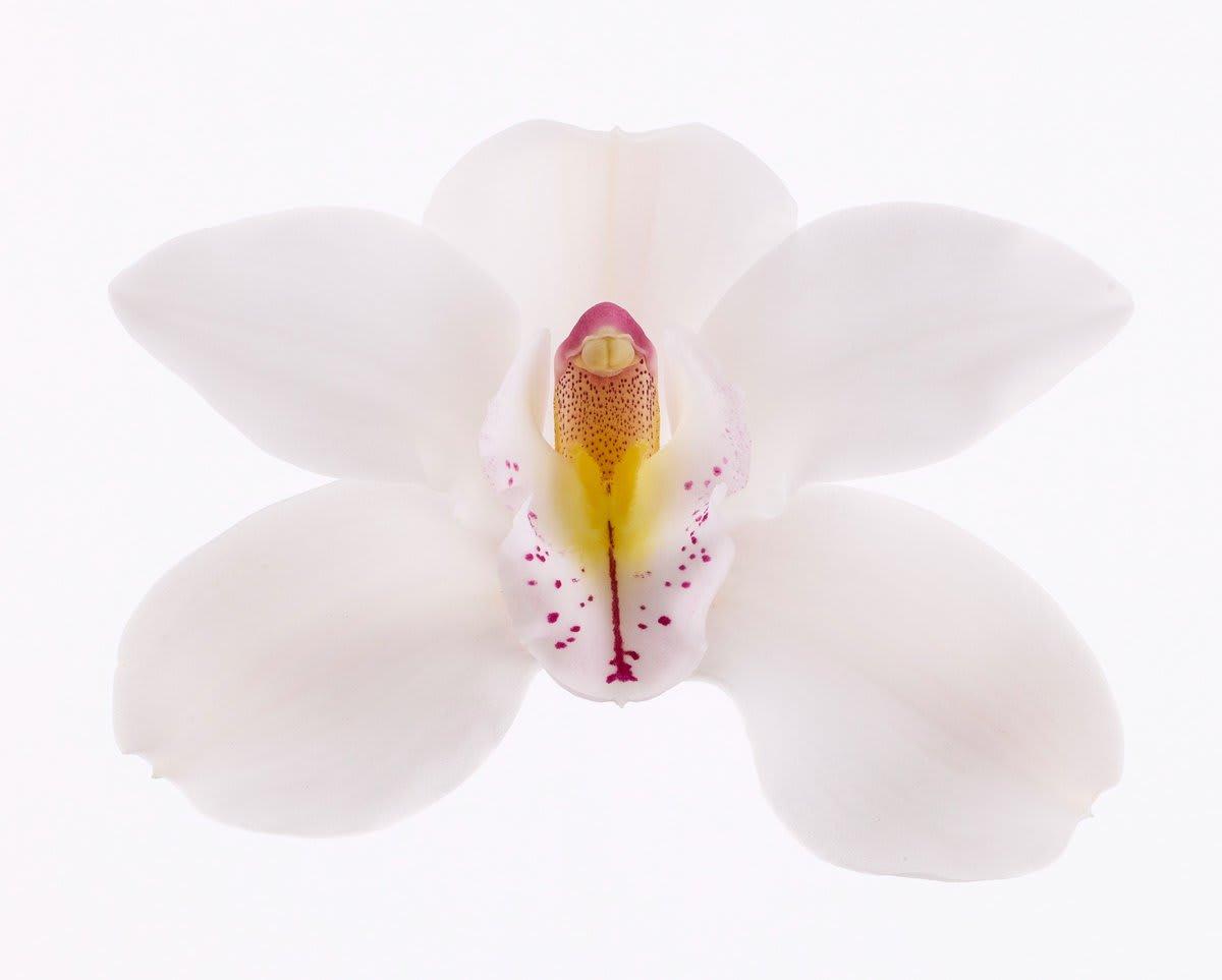 Срезанные цветы оптом Cymbidium unique wedding от 6шт из Голландии с доставкой по России
