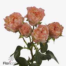 Срезанные цветы оптом Rosa sp dancing flow от 15шт из Голландии с доставкой по России