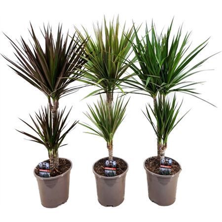 Горшечные цветы и растения оптом Dracaena Gemengd 30-10 от 6шт из Голландии с доставкой по России