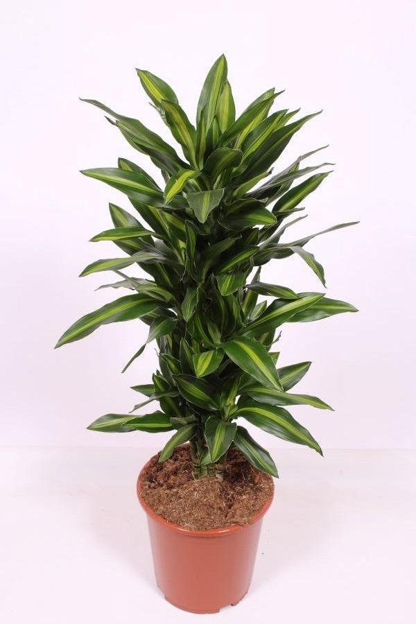 Горшечные цветы и растения оптом Dracaena Silindo от 1шт из Голландии с доставкой по России