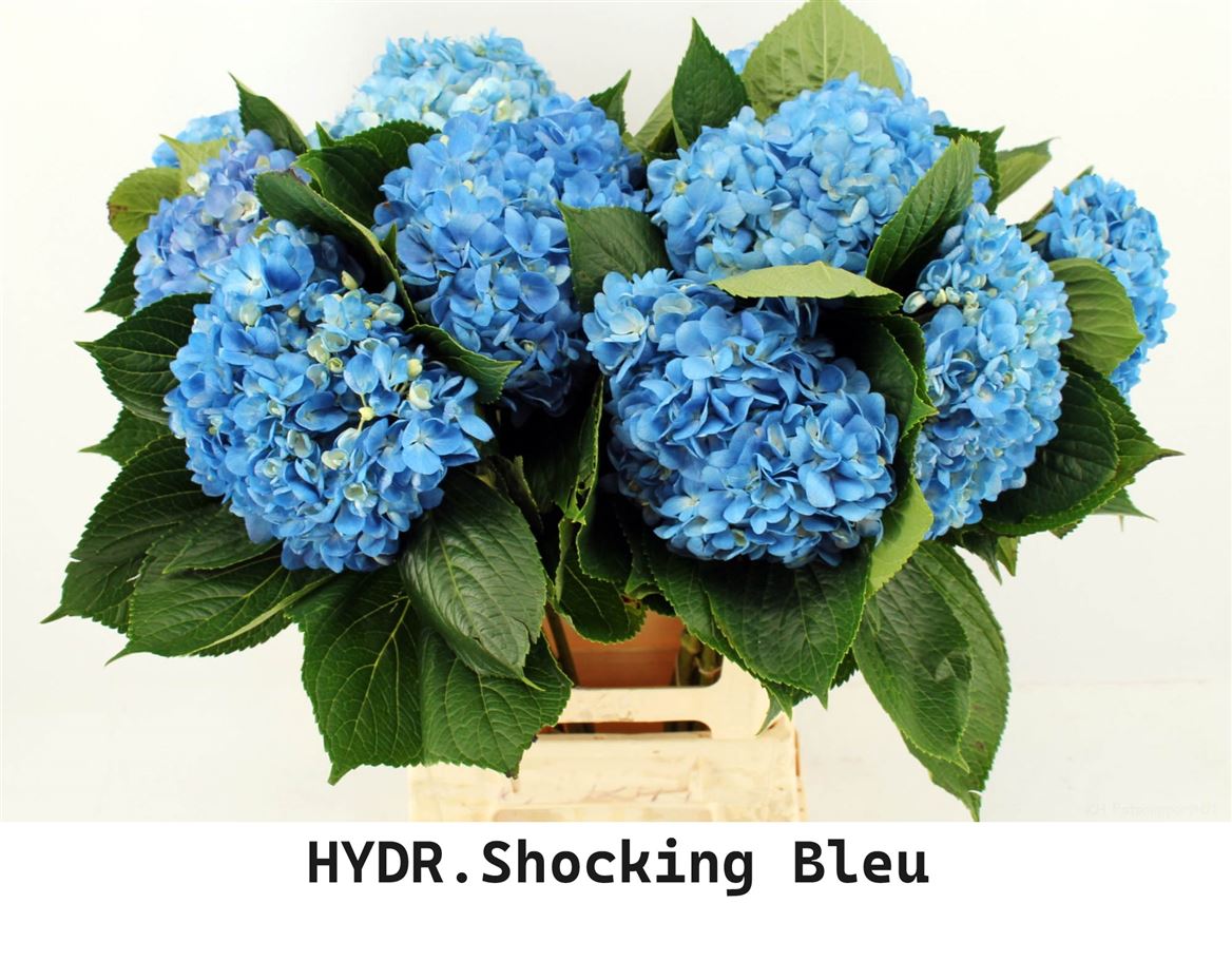 Срезанные цветы оптом Hydrangea shocking blue от 10шт из Голландии с доставкой по России