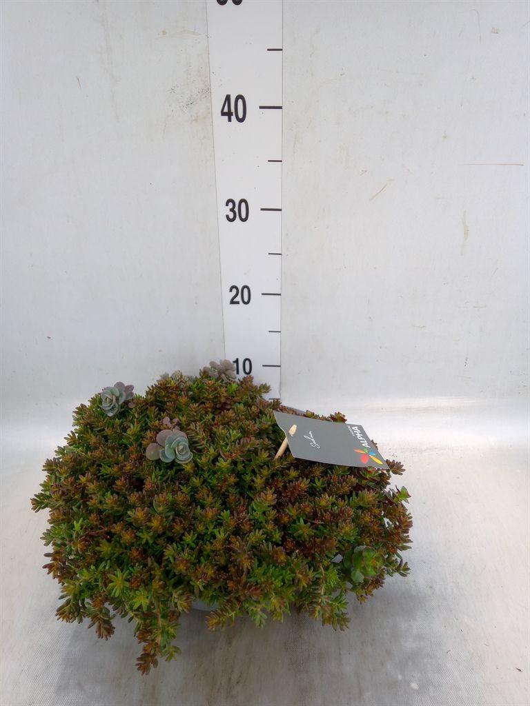 Горшечные цветы и растения оптом Sedum   ...mix от 1шт из Голландии с доставкой по России