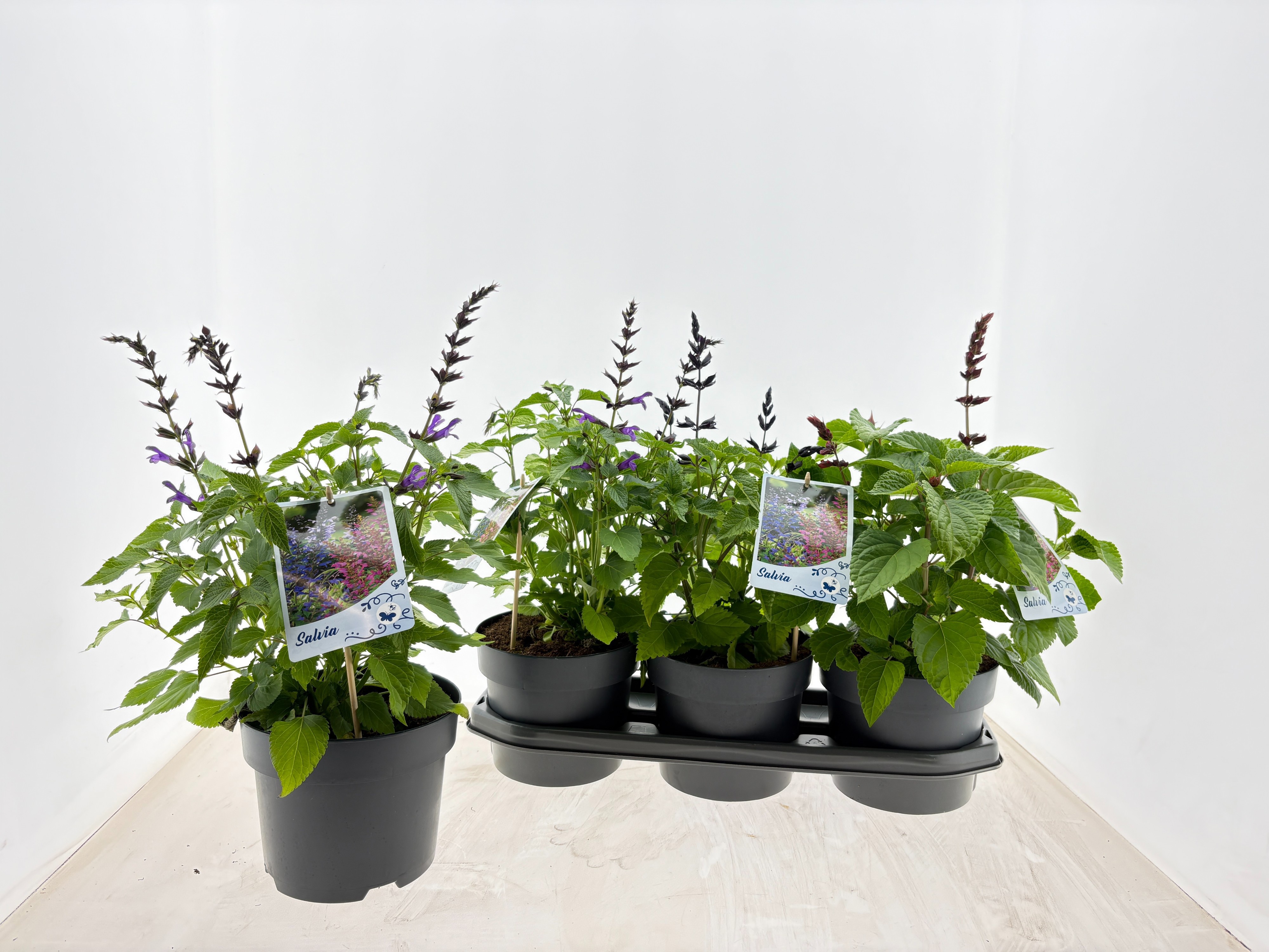 Горшечные цветы и растения оптом Salvia Salgoon Gem от 3шт из Голландии с доставкой по России