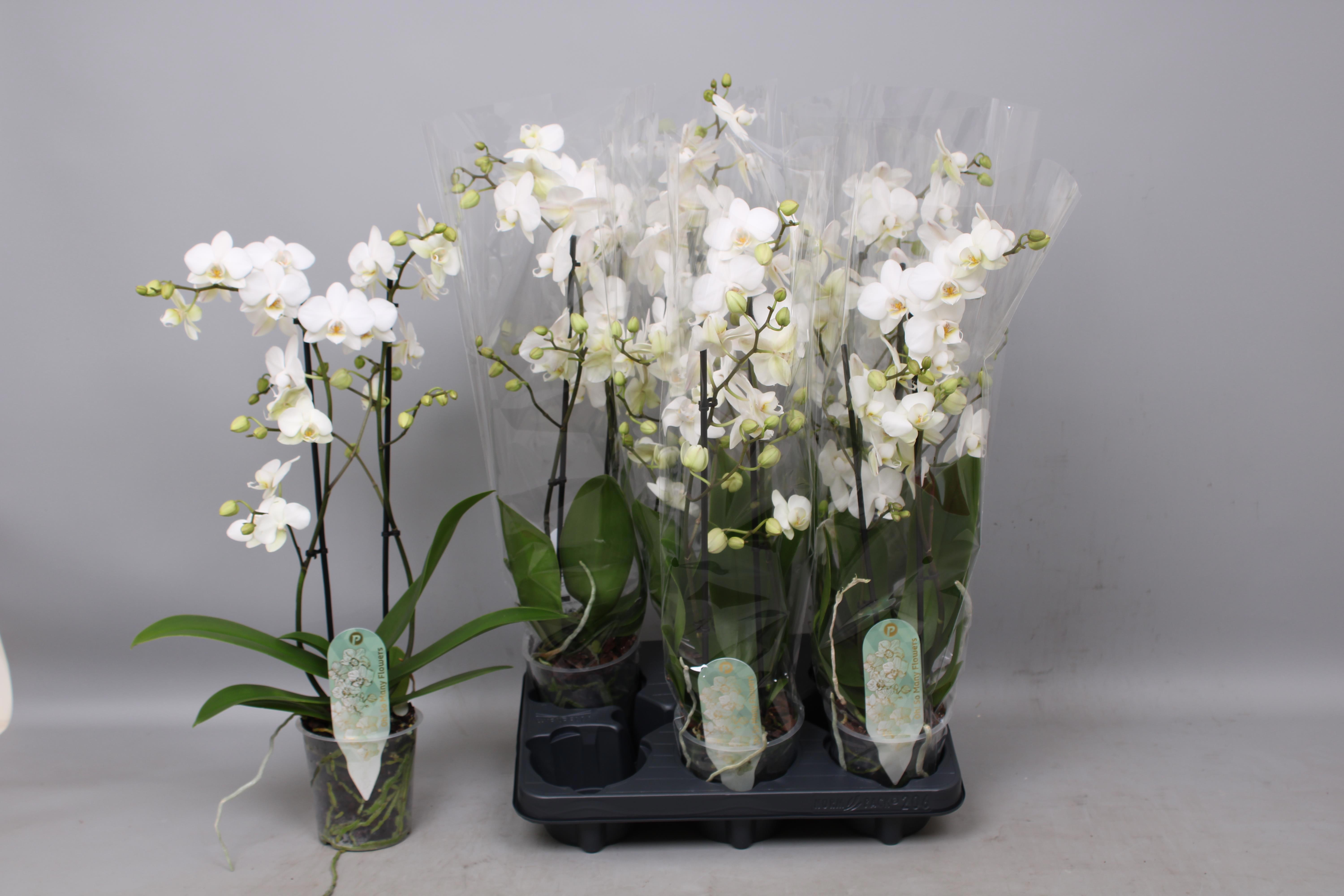 Горшечные цветы и растения оптом Phal Mf An Venice от 6шт из Голландии с доставкой по России