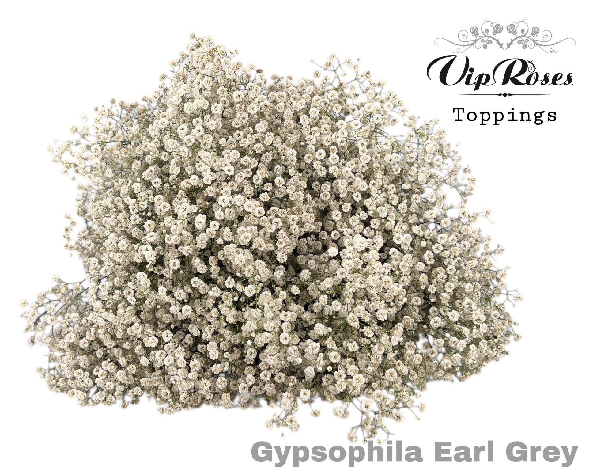 Срезанные цветы оптом Gyps large paint earl grey от 25шт из Голландии с доставкой по России