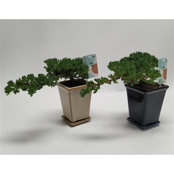 Горшечные цветы и растения оптом Bonsai Juniperus Cascade от 4шт из Голландии с доставкой по России