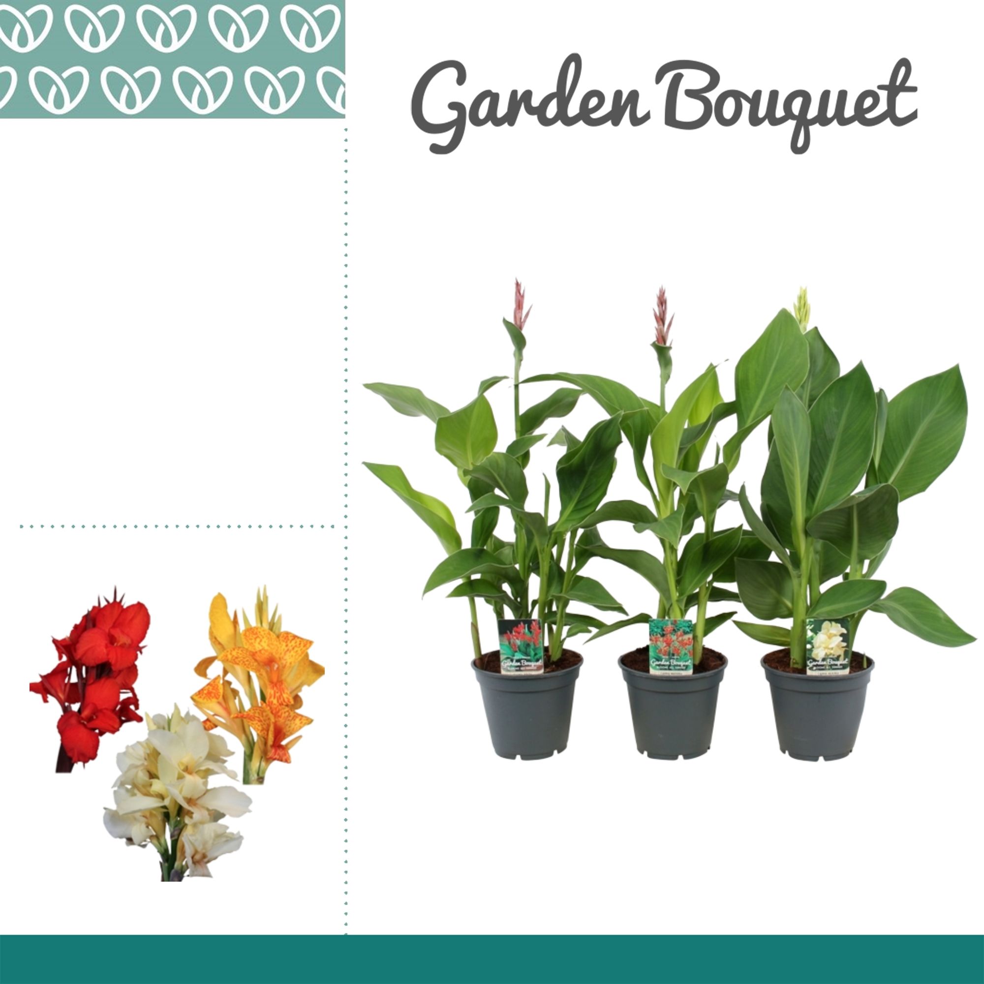 Горшечные цветы и растения оптом Canna Mix от 6шт из Голландии с доставкой по России