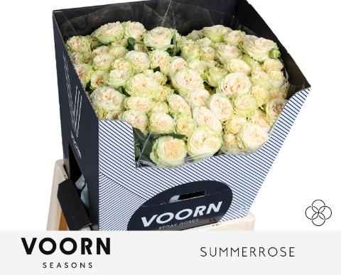 Срезанные цветы оптом Rosa sp summerrose от 15шт из Голландии с доставкой по России