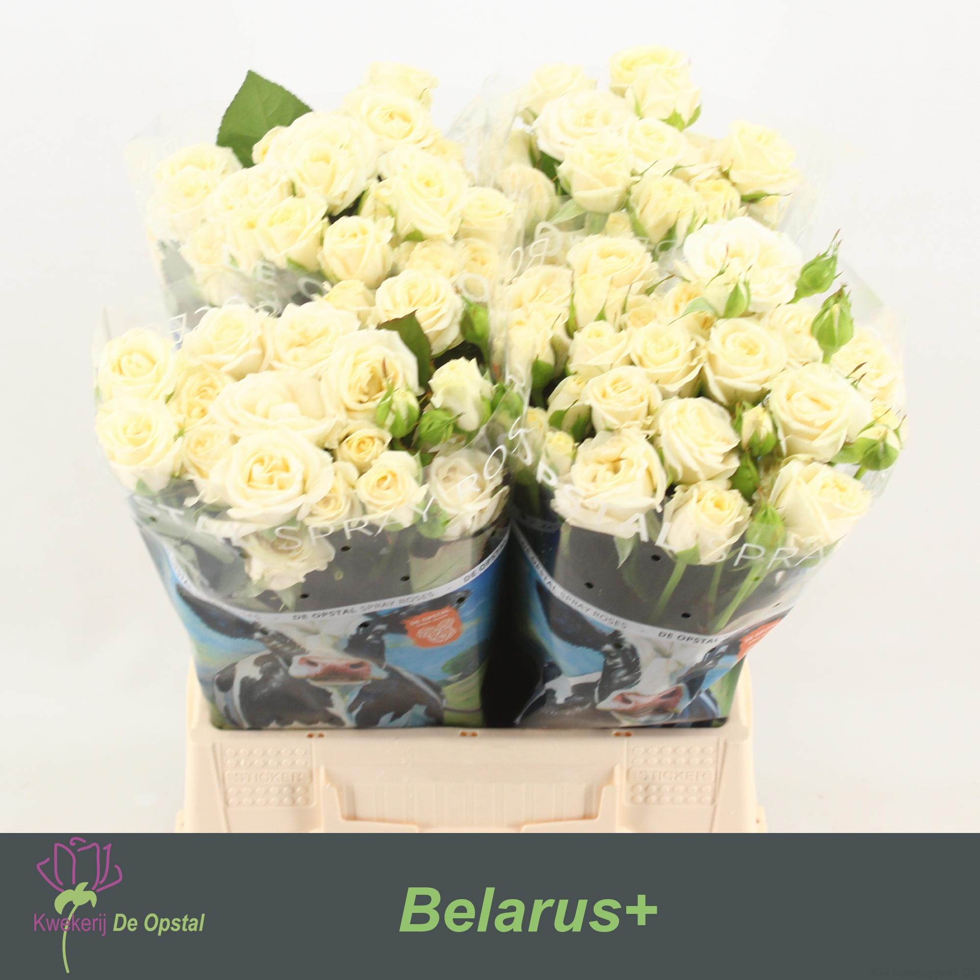 Срезанные цветы оптом Rosa spray belarus от 40шт из Голландии с доставкой по России