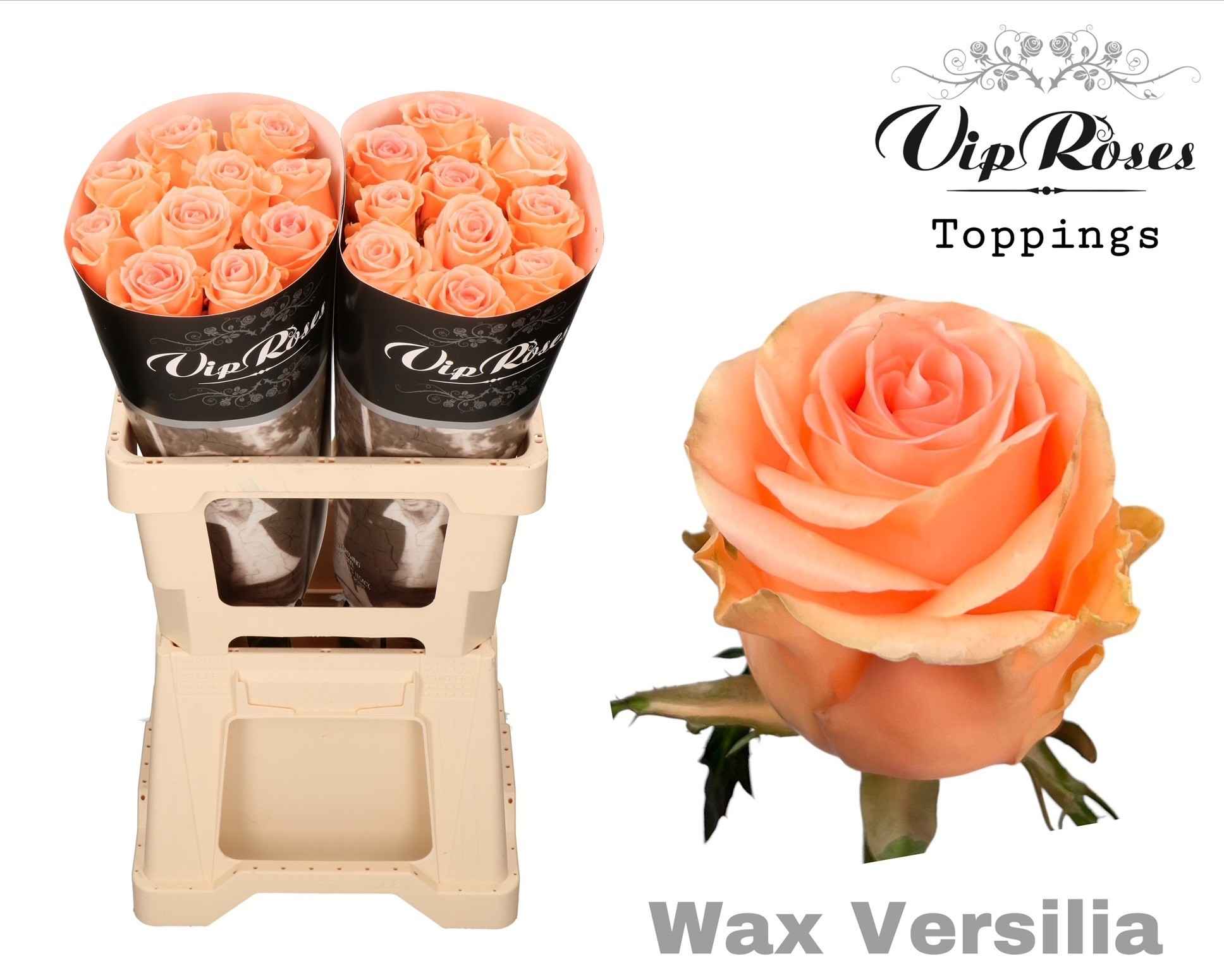 Срезанные цветы оптом Rosa la wax versilia от 20шт из Голландии с доставкой по России