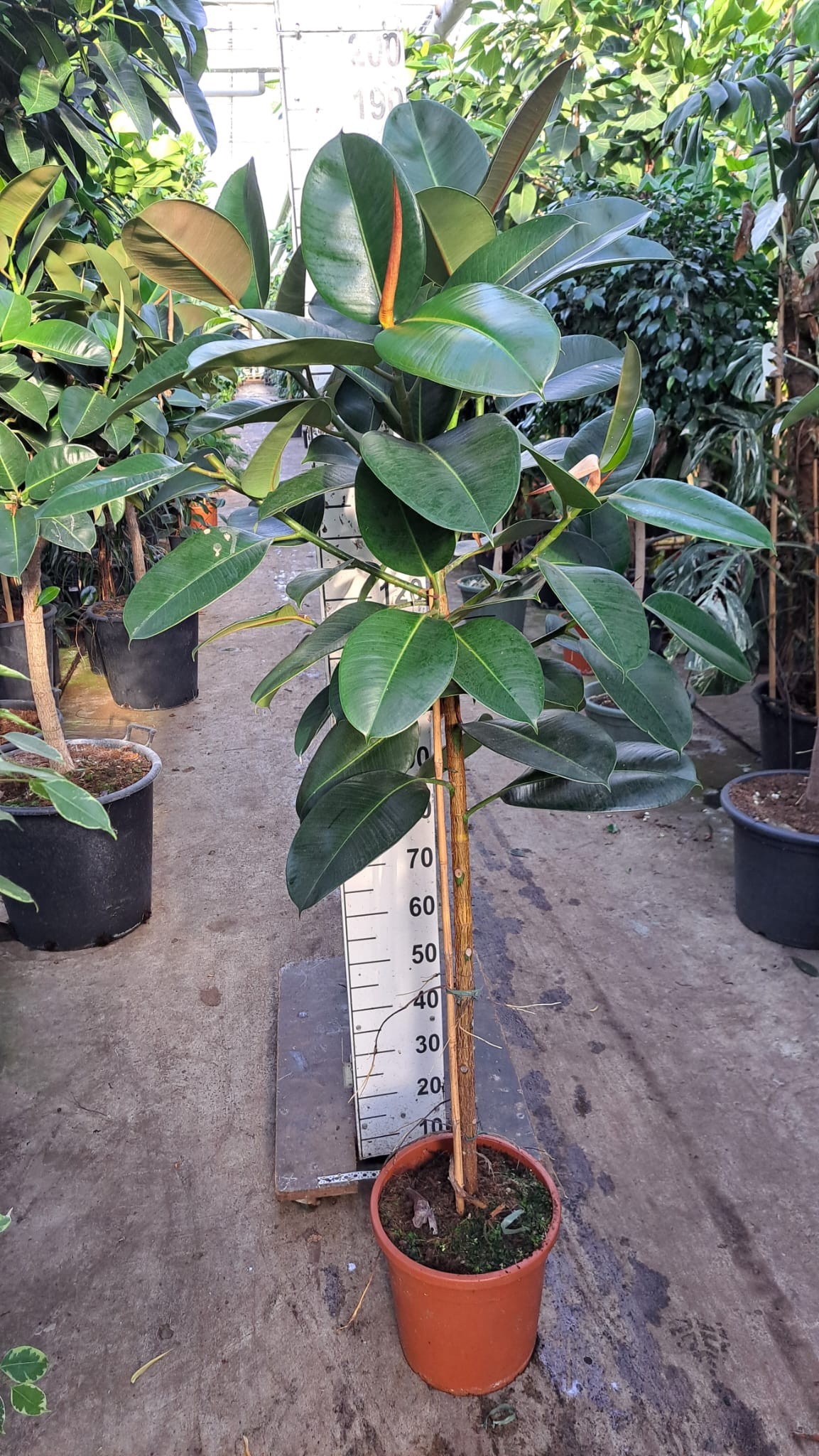 Горшечные цветы и растения оптом Ficus El Robusta On Stem от 1шт из Голландии с доставкой по России