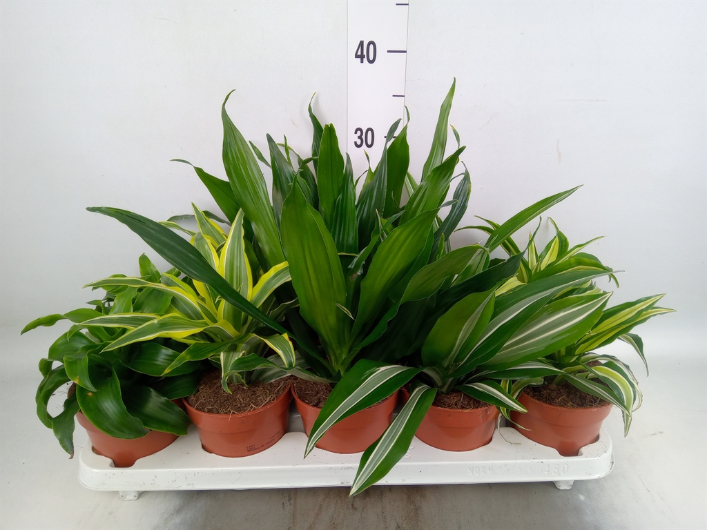 Горшечные цветы и растения оптом Dracaena   ...mix от 10шт из Голландии с доставкой по России