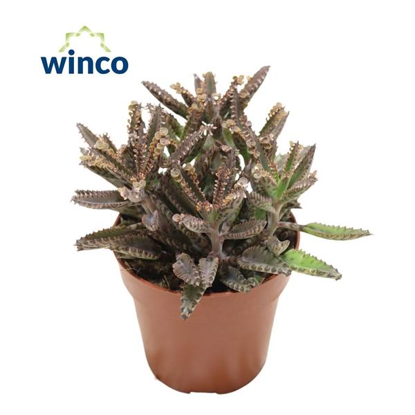 Горшечные цветы и растения оптом Kalanchoe Daigremontiana mother Of Thousands от 18шт (для телеги) из Голландии с доставкой по России