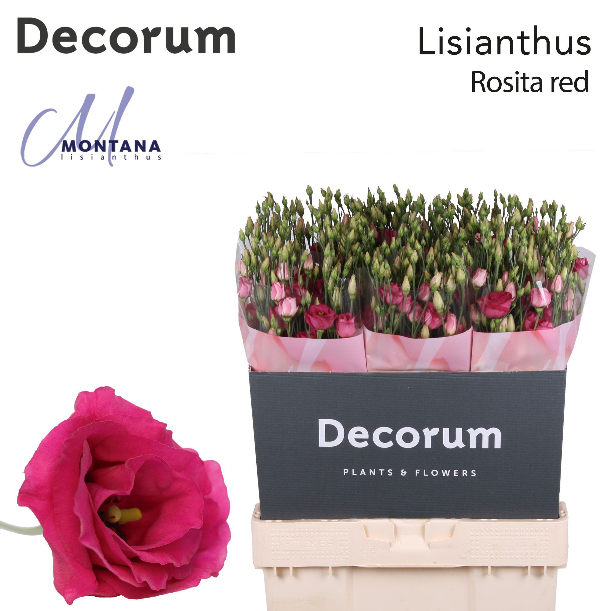 Срезанные цветы оптом Lisianthus do rosita red от 60шт из Голландии с доставкой по России