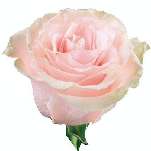 Розы оптом PINK MONDIAL из Эквадора с доставкой по России Розы оптом PINK MONDIAL из Эквадора с доставкой по России