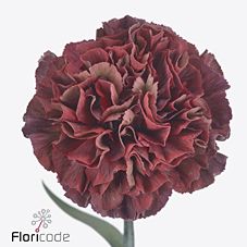 Срезанные цветы оптом Dianthus st copper extasis от 80шт из Голландии с доставкой по России