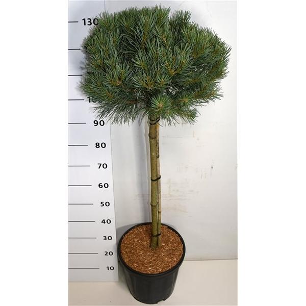 Горшечные цветы и растения оптом Pinus Sylv Watereri On Stem от 1шт из Голландии с доставкой по России