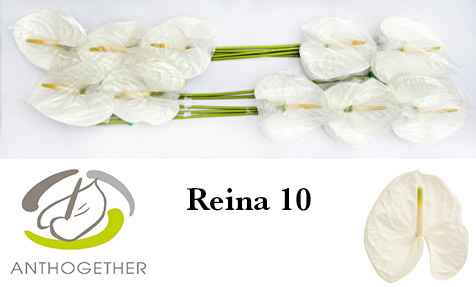 Срезанные цветы оптом Anthurium reina 294 от 10шт из Голландии с доставкой по России