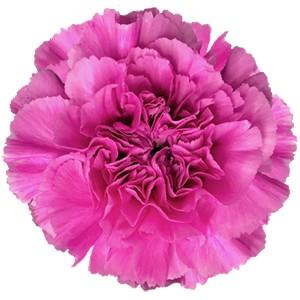 Срезанные цветы оптом Dianthus st farida от 240шт из Голландии с доставкой по России