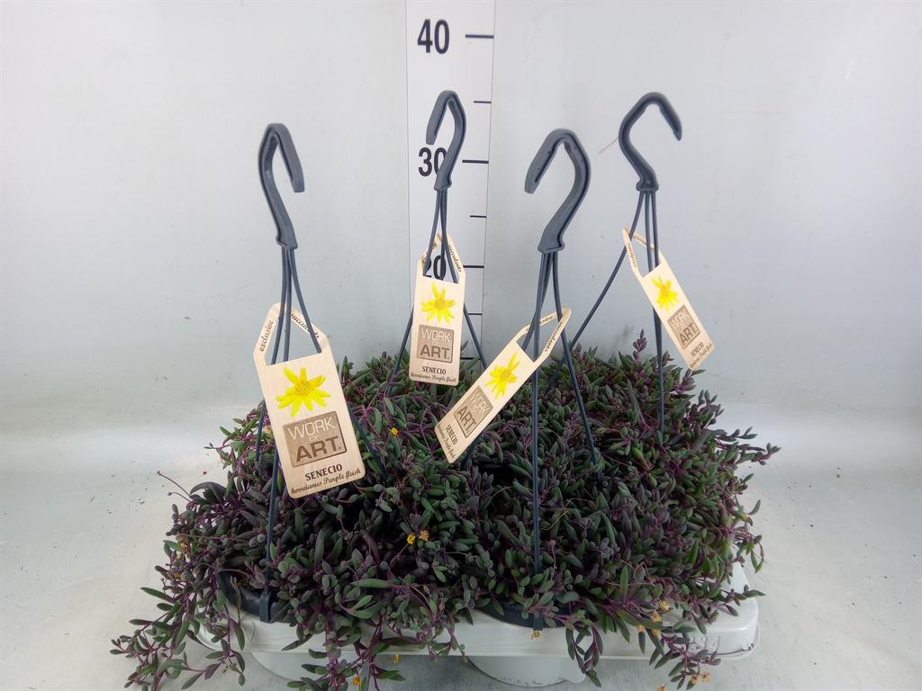 Горшечные цветы и растения оптом Senecio   ... от 4шт из Голландии с доставкой по России