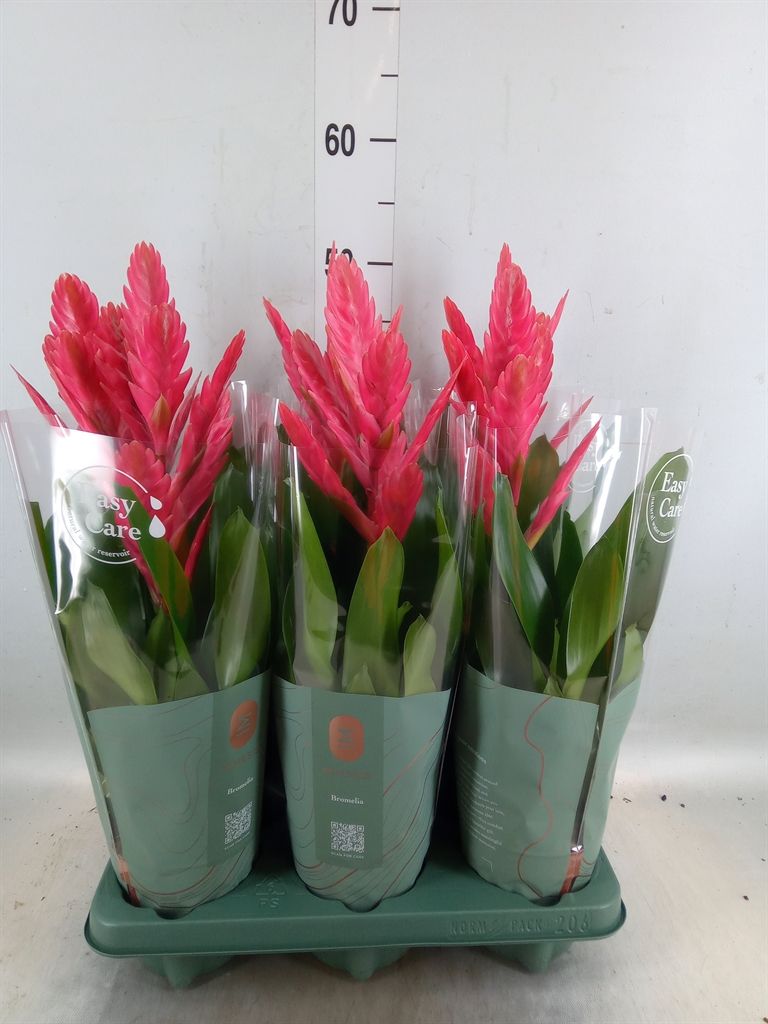 Горшечные цветы и растения оптом Vriesea   ... от 6шт из Голландии с доставкой по России