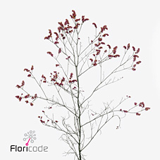 Срезанные цветы оптом Limonium scarlett diamond от 100шт из Голландии с доставкой по России